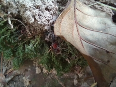 Formica rufa
