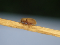 Kissophagus vicinus
