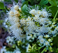 Ageratina herbacea