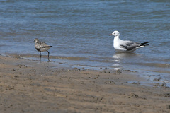 Chroicocephalus cirrocephalus poiocephalus
