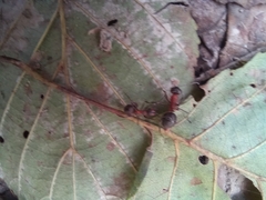 Formica rufa