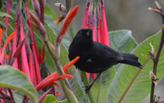 Diglossa lafresnayii