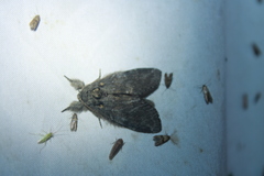 Peridea angulosa