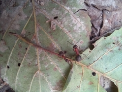 Formica rufa