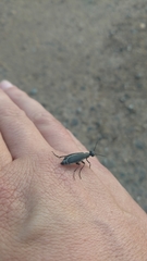 Epicauta cinerea-group