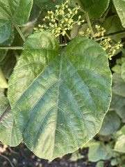 Cissus verticillata