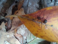 Formica rufa