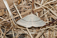 Adactylotis gesticularia