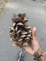 Pinus flexilis