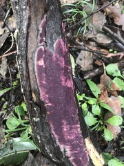 Phlebiopsis crassa