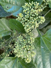 Cissus verticillata