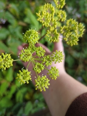 Angelica triquinata