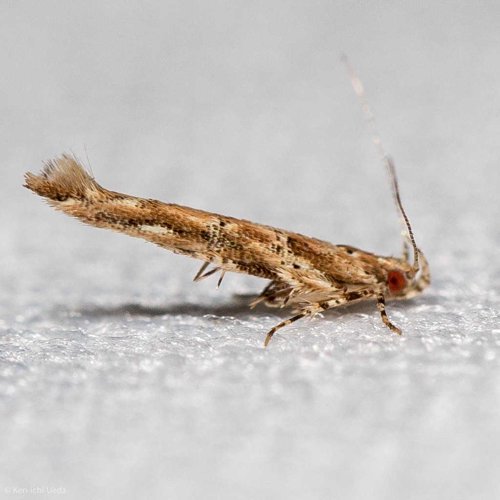 Florida Pink Scavenger