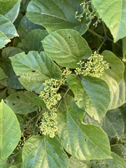 Cissus verticillata