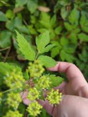 Angelica triquinata