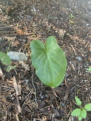 Arum italicum
