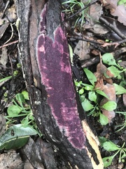 Phlebiopsis crassa