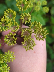Angelica triquinata