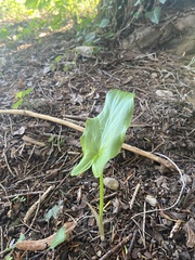 Arum italicum