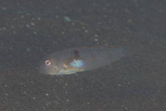 Iniistius aneitensis