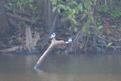 Tachycineta albiventer