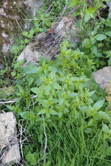 Mercurialis annua