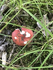 Russula flavisiccans