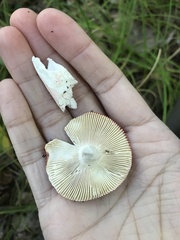 Russula flavisiccans