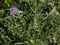 Centaurea stoebe