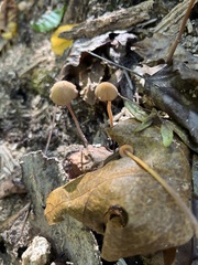 Mycena crocea