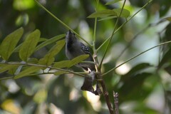 Myrmotherula menetriesii