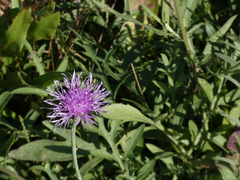 Centaurea stoebe