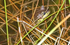 Lithobates clamitans