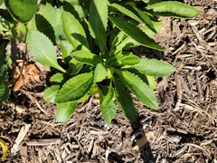 Leucanthemum maximum