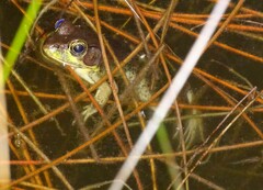 Lithobates clamitans