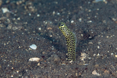 Heteroconger taylori
