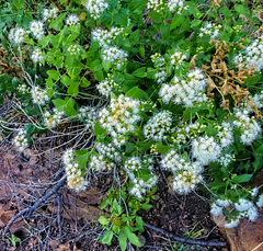 Ageratina herbacea