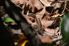 Kentropyx altamazonica