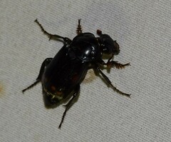 Nicrophorus pustulatus