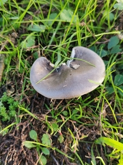 Melanoleuca