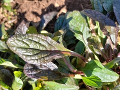 Ajuga reptans