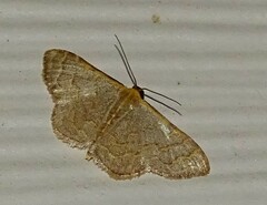 Leptostales pannaria