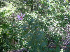 Eucephalus engelmannii