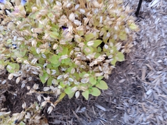 Torenia fournieri