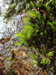 Racomitrium aquaticum