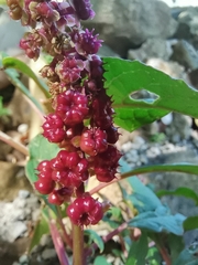 Phytolacca octandra