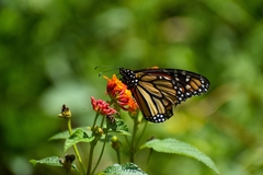 Danaus plexippus plexippus