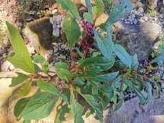 Phytolacca octandra