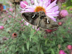 Macdunnoughia confusa