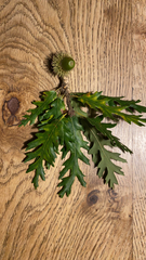 Quercus cerris